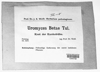 Uromyces beticola image